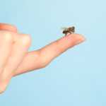 Stung by a Bee? Take These Immediate Life-Saving Steps Before It’s Too Late