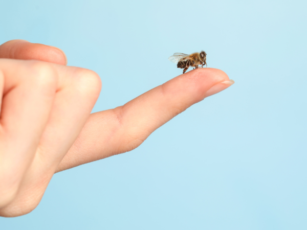 Stung by a Bee? Take These Immediate Life-Saving Steps Before It’s Too Late
