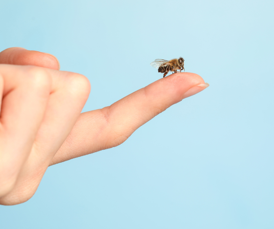 Stung by a Bee? Take These Immediate Life-Saving Steps Before It’s Too Late